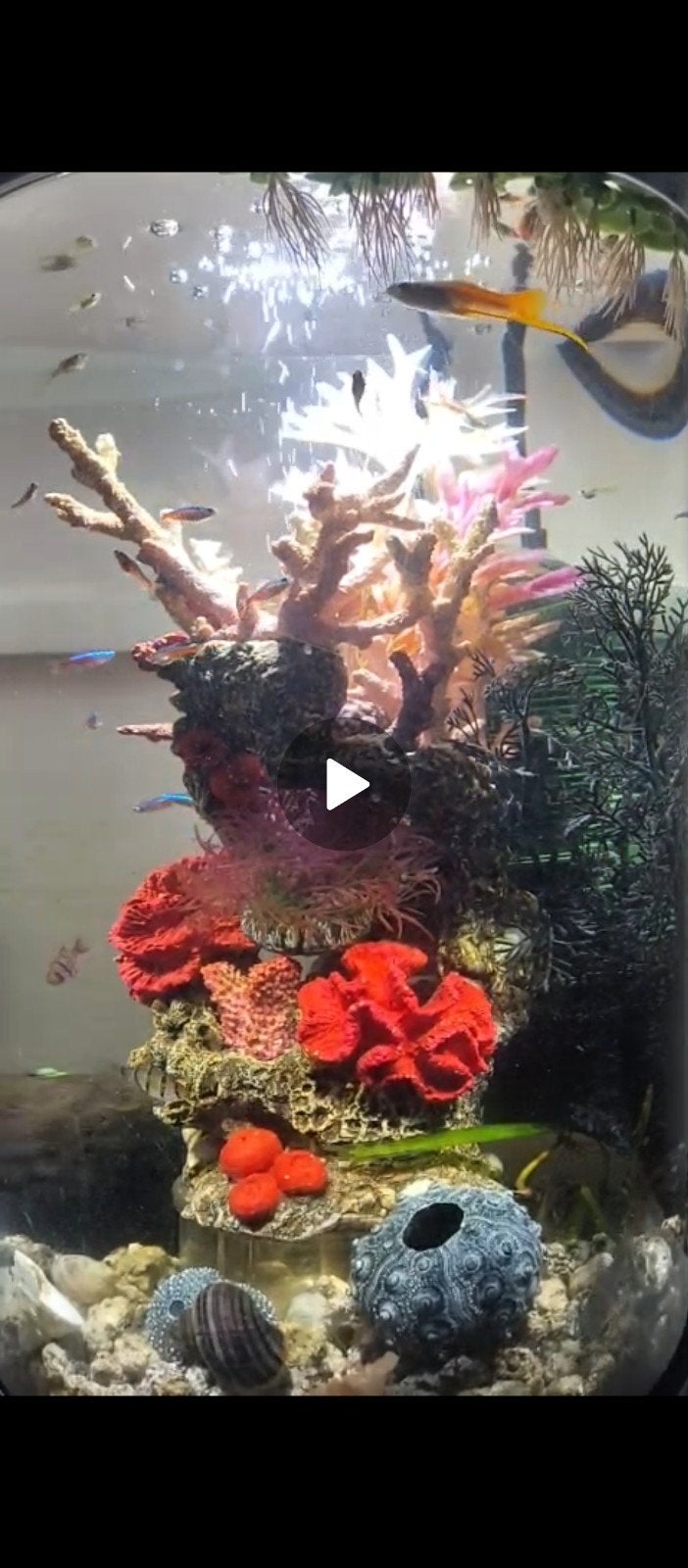 Mooie biorb 30l aquarium, Ophalen, Leeg aquarium