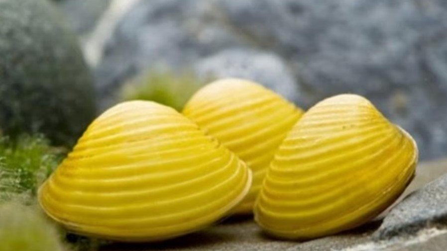 Corbicula javanicus - Gele mossel - Koidream Valburg