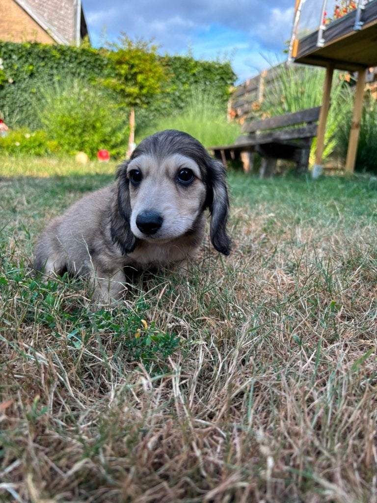 Langharige teckel (grotere dwerg), Parvo, België, Fokker | Hobbymatig, 8 tot 15 weken