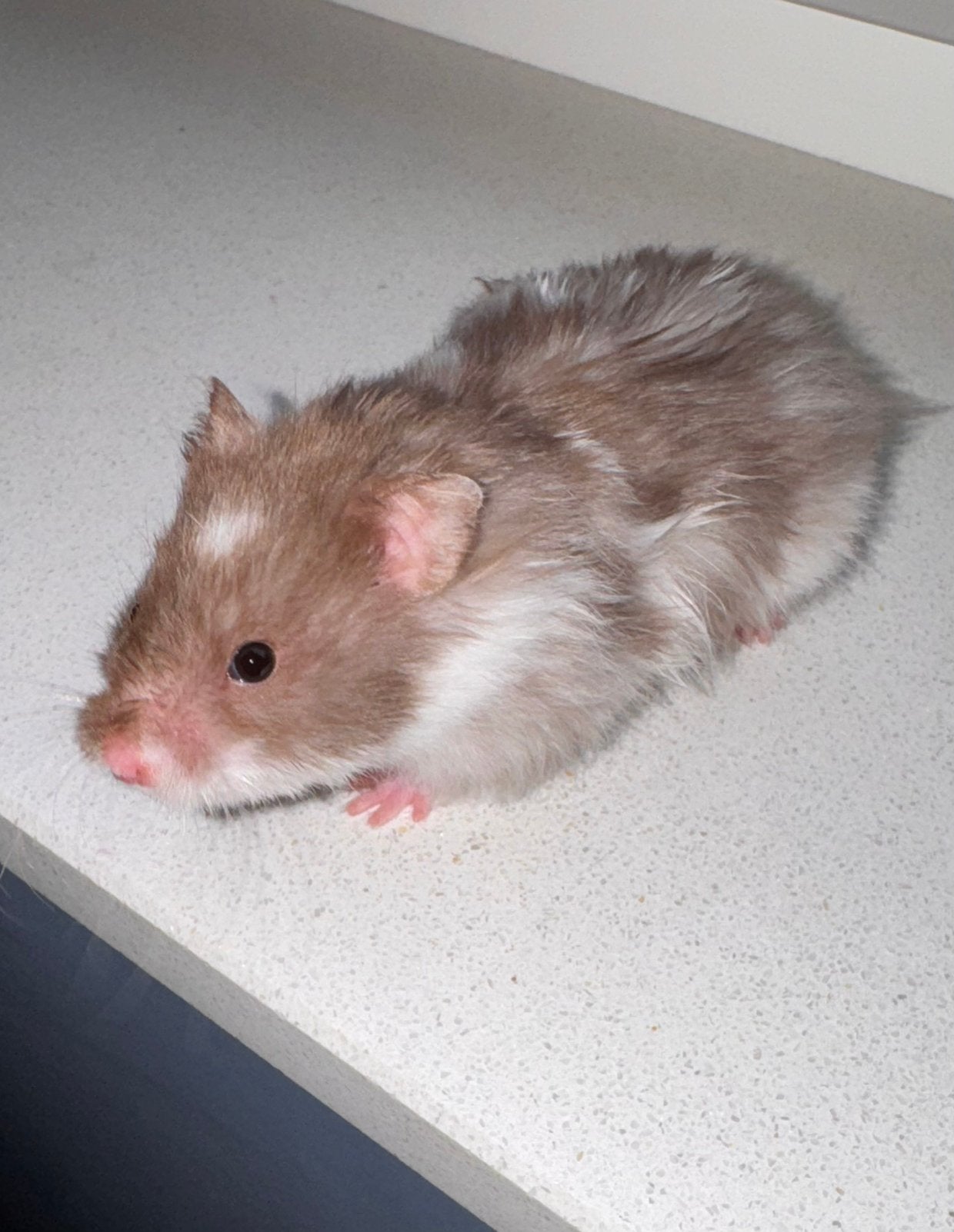 Syrische dame Daisy geboren op 27/7/26, Dieren en Toebehoren, Knaagdieren, Juli, Vrouwelijk, Hamster