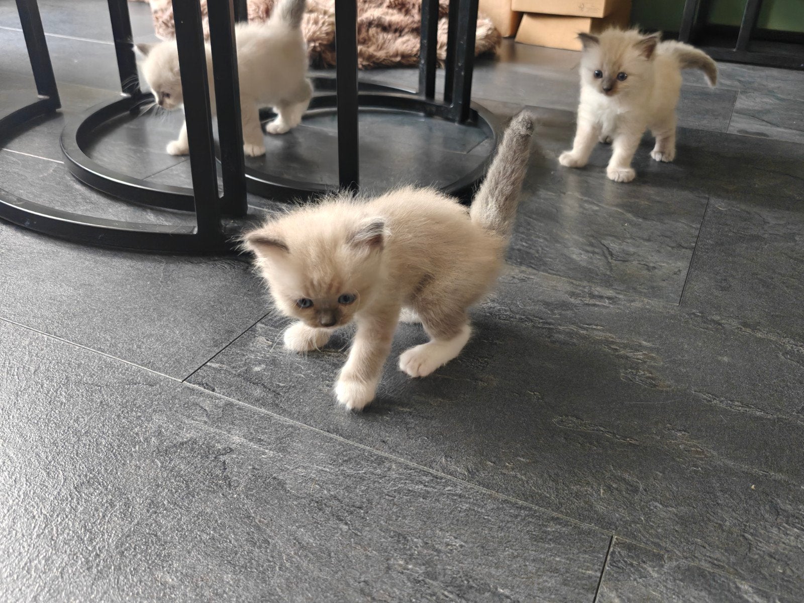 Prachtige BirmaDoll kittens (Licht blauwe ogen), Meerdere dieren, Langharig, 0 tot 2 jaar