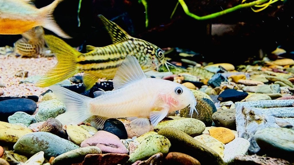 Corydoras opvang, Vis, Zoetwatervis, Schoolvis