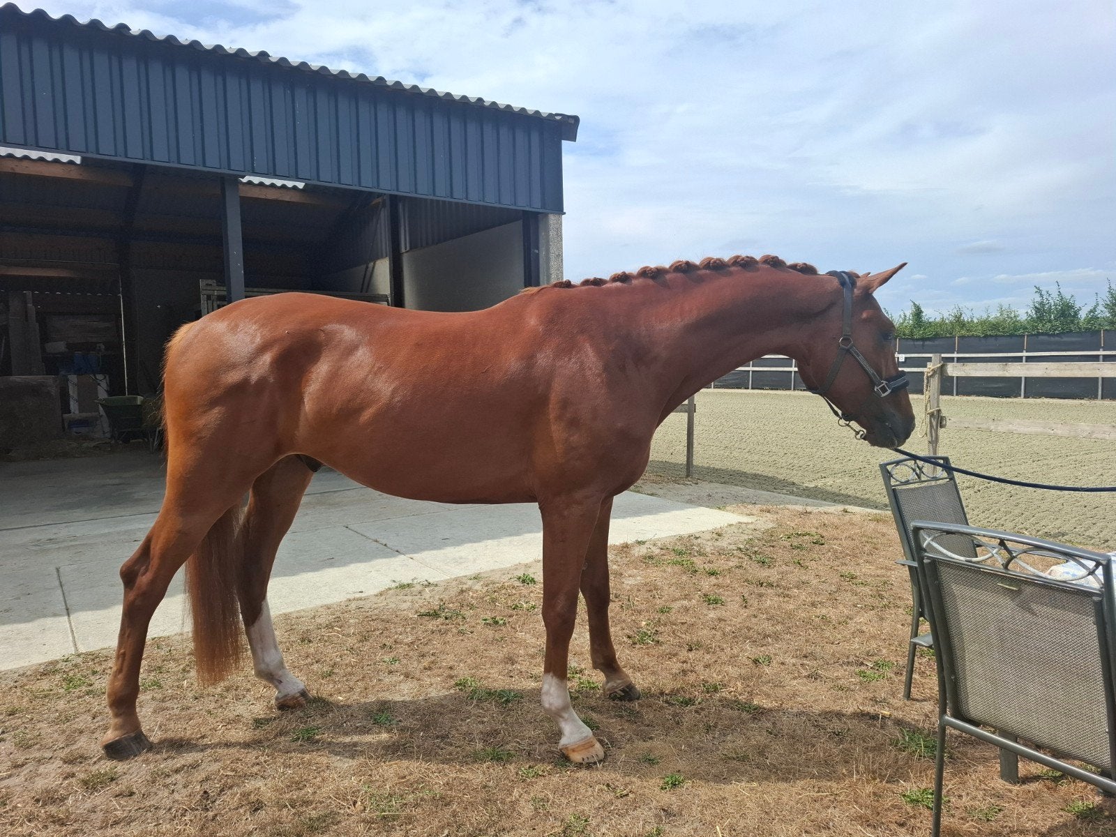 4 jarige ruin v lord romantic x scandic .  ong. 175mtr, Dieren en Toebehoren, 175 cm of meer, Ruin, Dressuurpaard, 3 tot 6 jaar