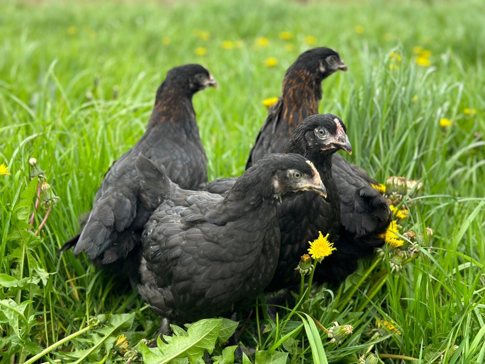 Jonge Marans koperzwart hennen, Dieren en Toebehoren, Pluimvee, Vrouwelijk, Kip
