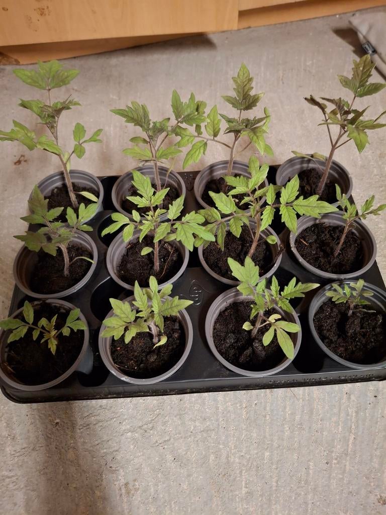 Stekjes: Flespompoen Geel en tomaten, Tuin en Terras, Planten | Tuinplanten, Ophalen, Volle zon, Groenteplanten, Eenjarig