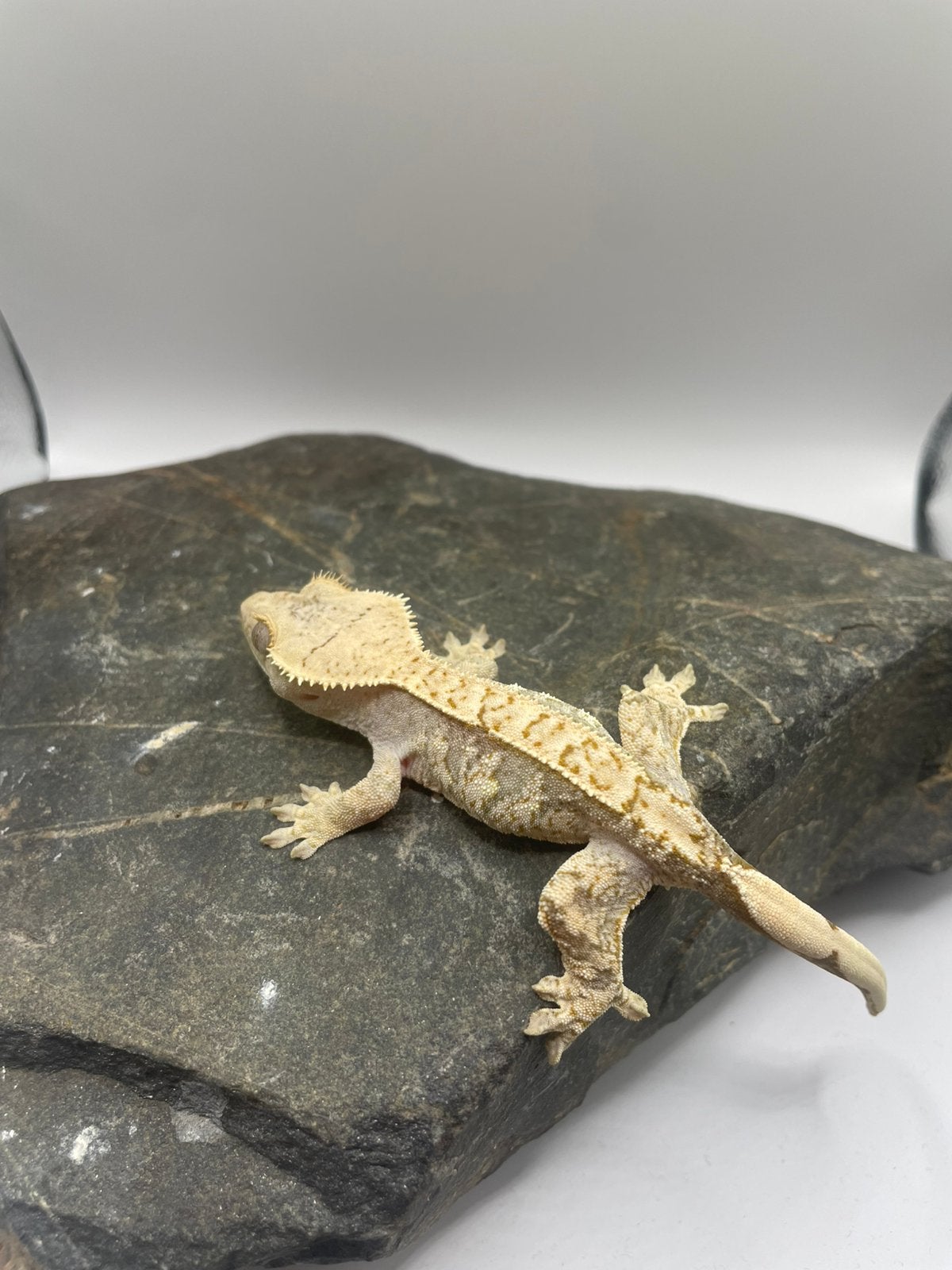 Pos 0.1 wimpergekko extreme harlequin Leopard Gecko - female for sale from milan