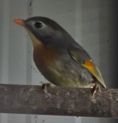 nachtegalen, Dieren en Toebehoren, Meerdere dieren
