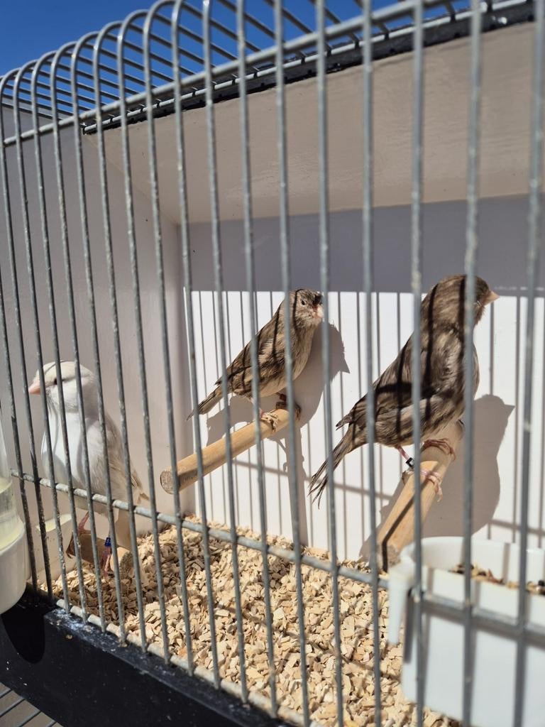 3 kanaries  satinet wit x bruin, Meerdere dieren, Kleurkanarie