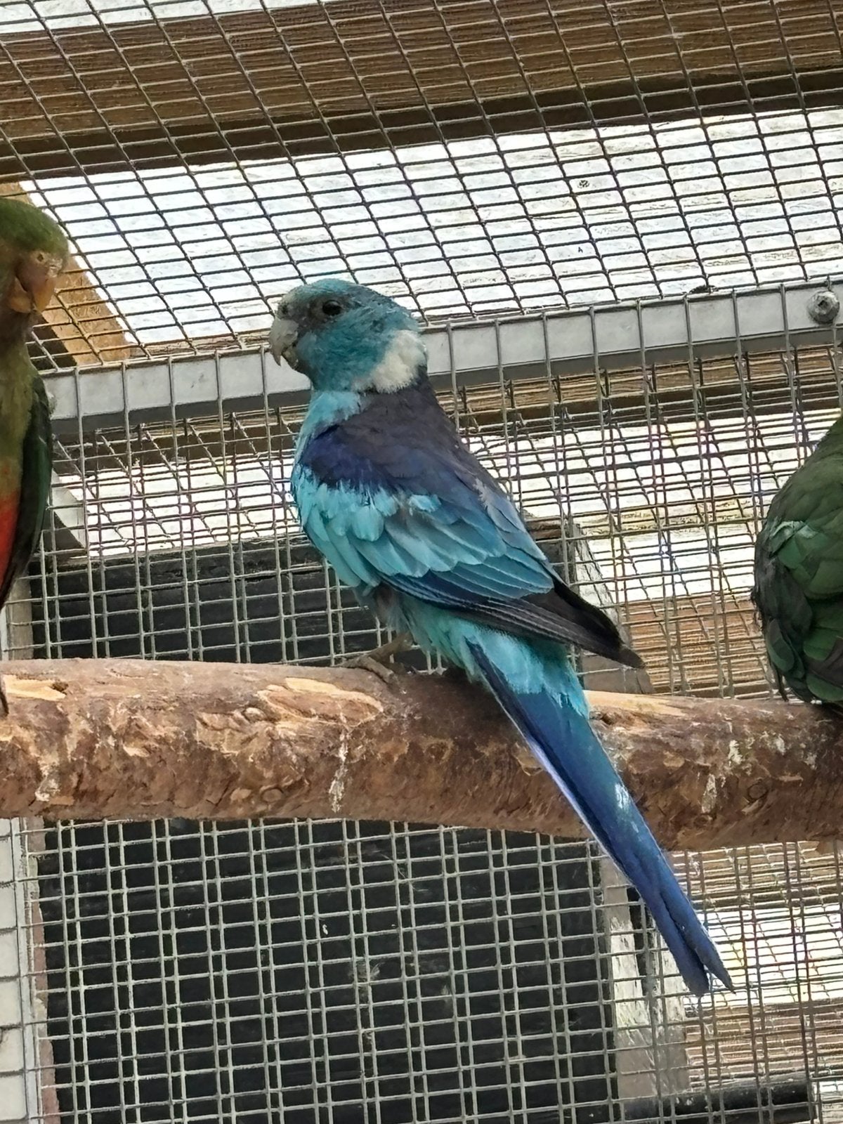 Barnard blauw, Dieren en Toebehoren, Meerdere dieren, Parkiet, Geringd