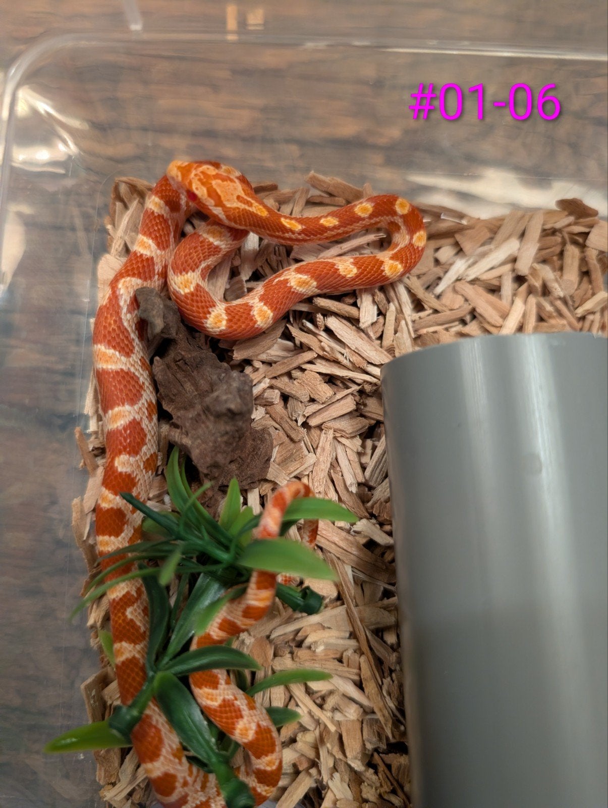 jonge rattenslangen Fire het palmetto Rat Snake - male for sale from Sharona