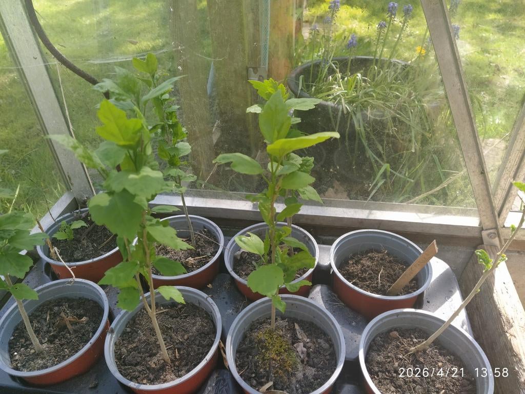 Hibiscus, Ophalen, Overige soorten, Volle zon