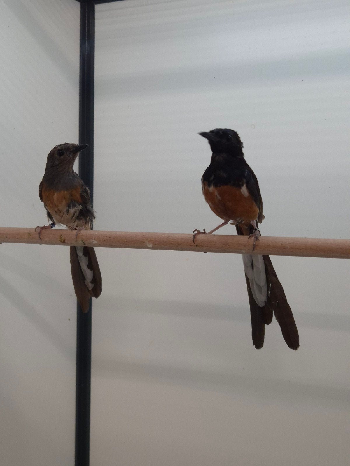 1-1 Shama lijsters, Meerdere dieren, Tropenvogel, Geringd