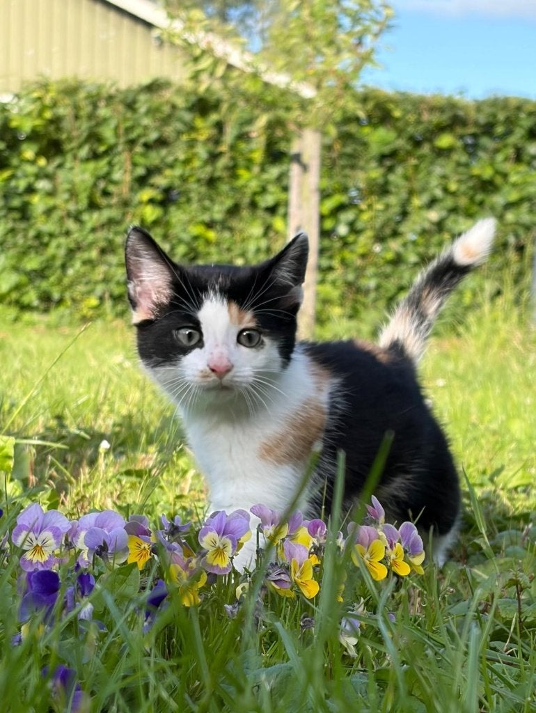 Lieve schattige kittens, Meerdere dieren, Kortharig, 0 tot 2 jaar