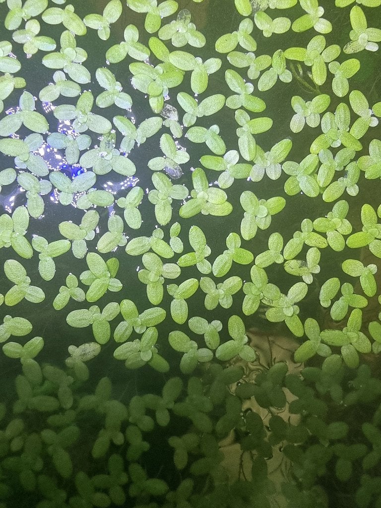 Klein kroos voor verbetering aquarium, Ophalen, Nieuw, Plant(en), Steen of Hout, Overige merken