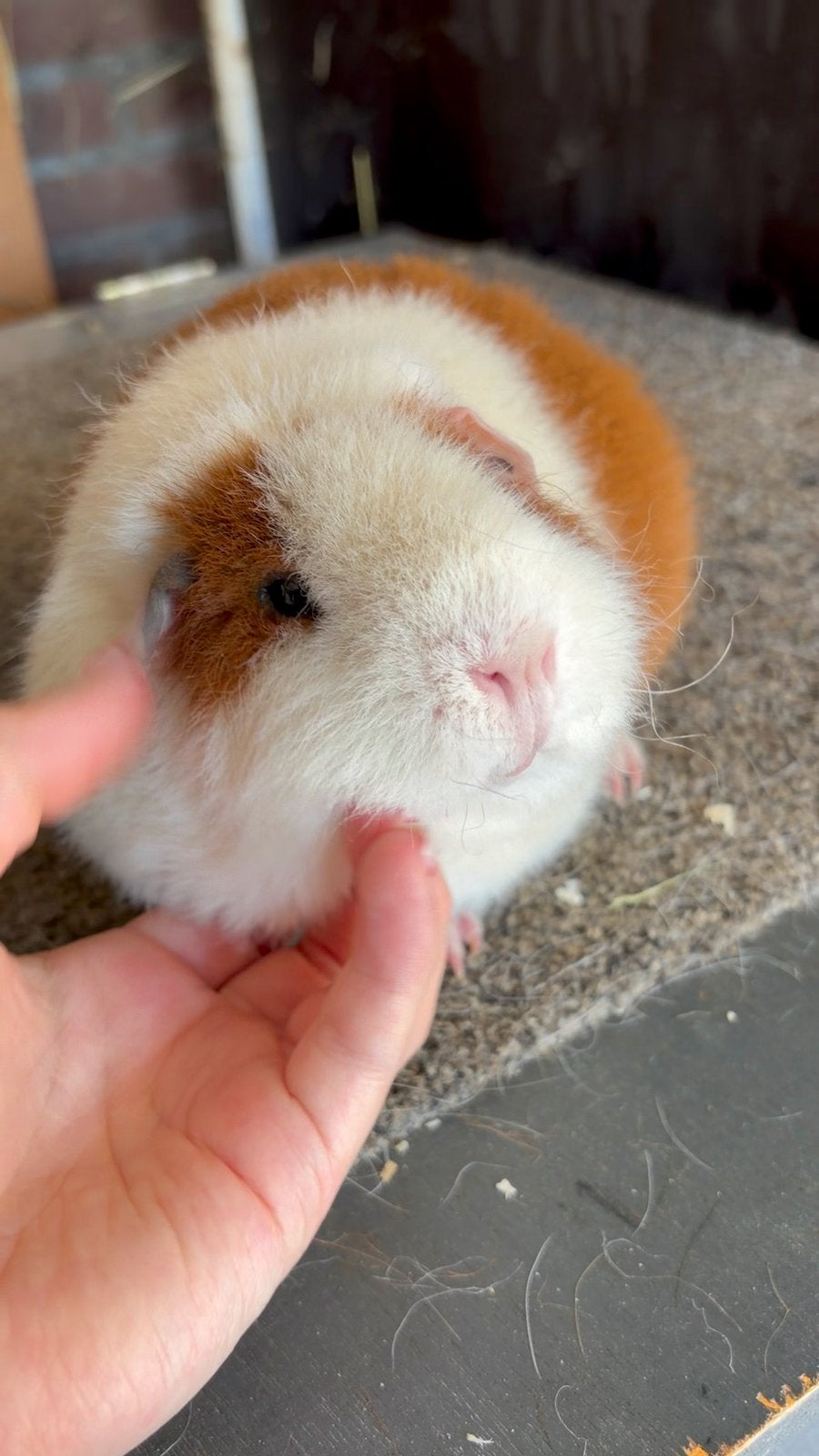 Lieve (oudere) zeugen, Cavia, December, Vrouwelijk, Tam