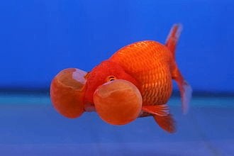 Blaasoog - Bubble eye goudvis - Koidreams Valburg