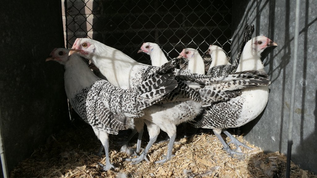 Grote Friese zilverpel, Meerdere dieren, Kip