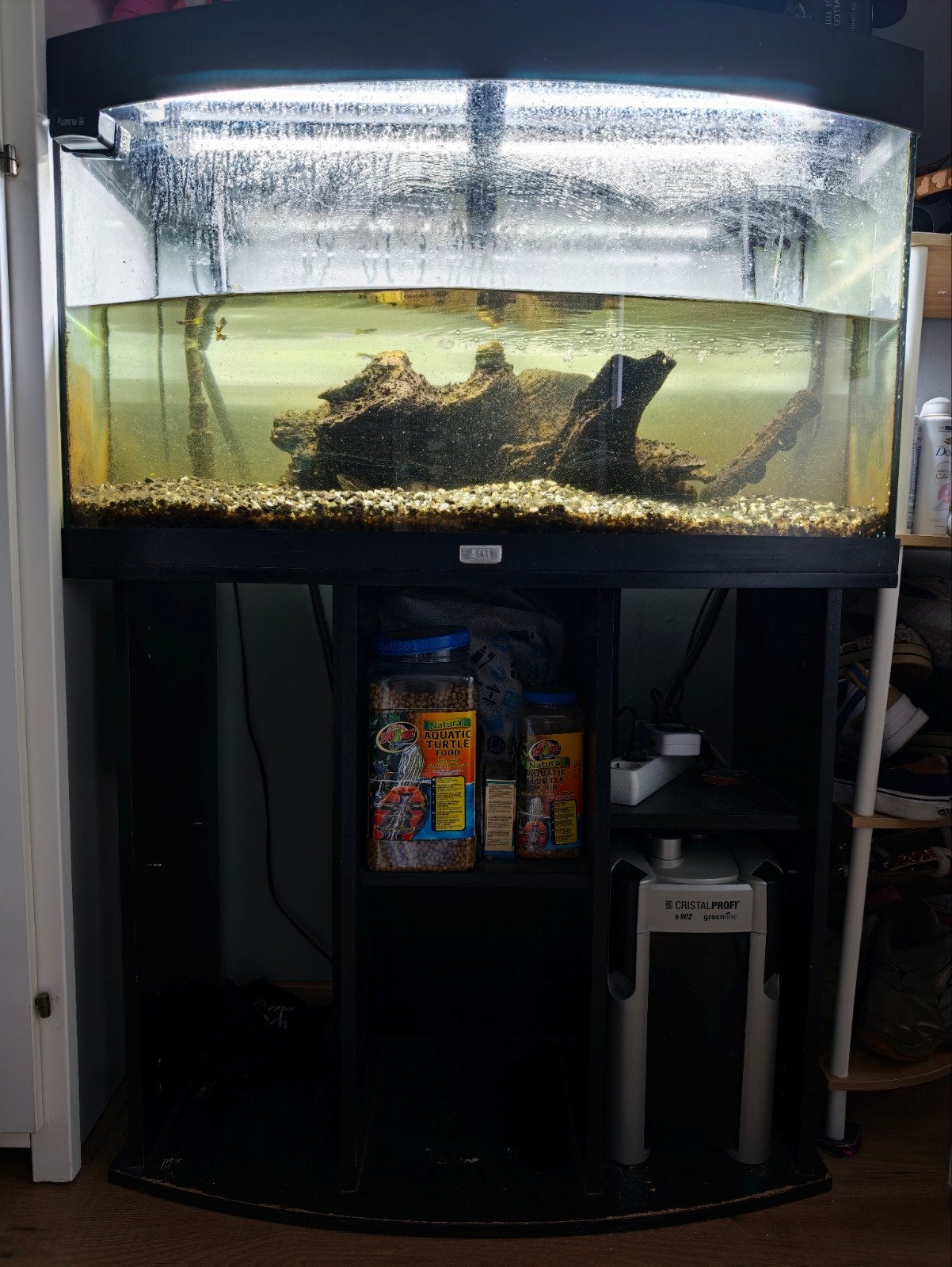 Aquarium met 2muscus schildpadden en vissen, Dieren en Toebehoren, Ophalen