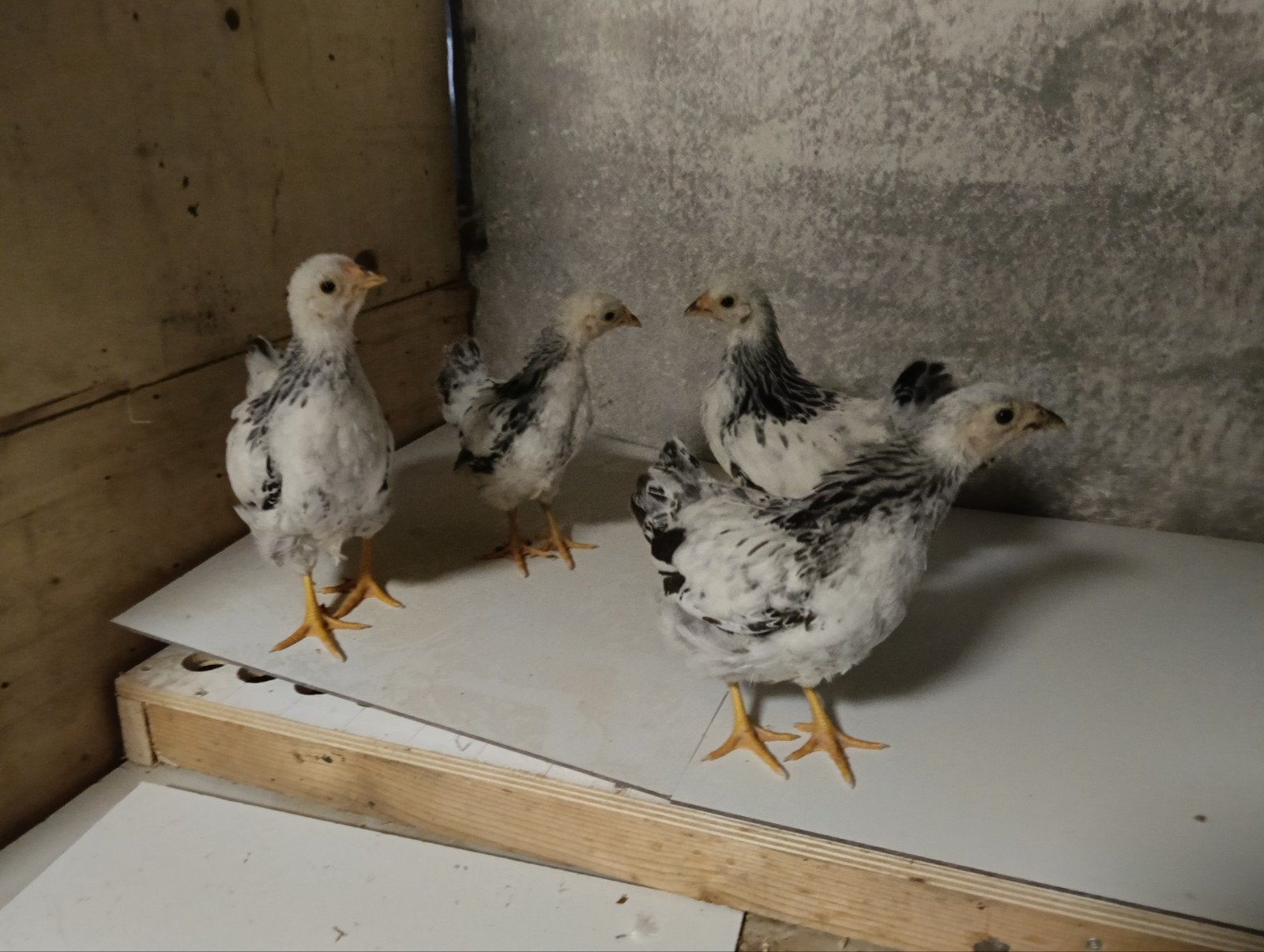 wyandotte, Geslacht onbekend