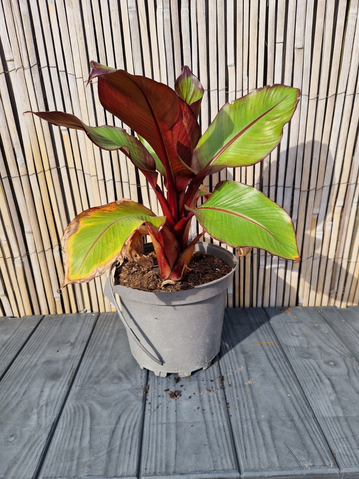 Ensete Ventricosum Maurelli - Vorstvrij Overwinteren, Tuin en Terras, Ophalen