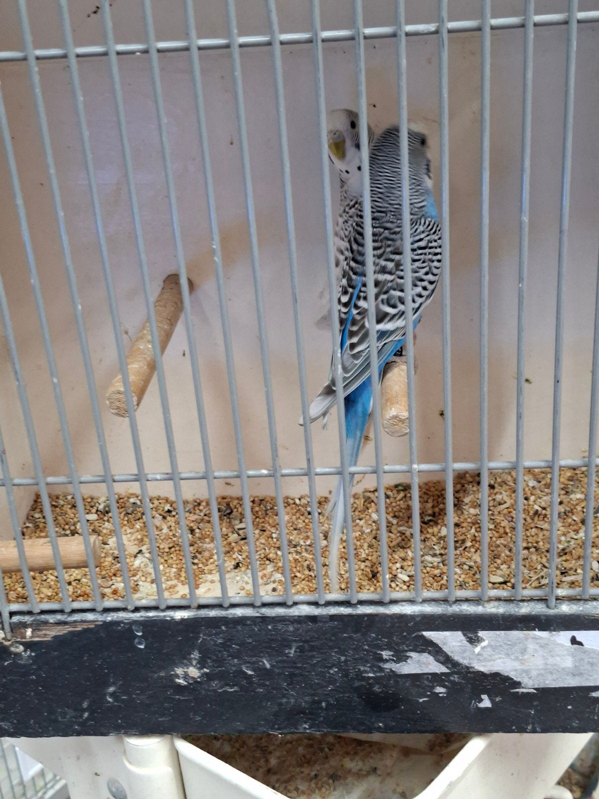 Koppel grasparkieten Man kanssplit blackface, Meerdere dieren, Parkiet