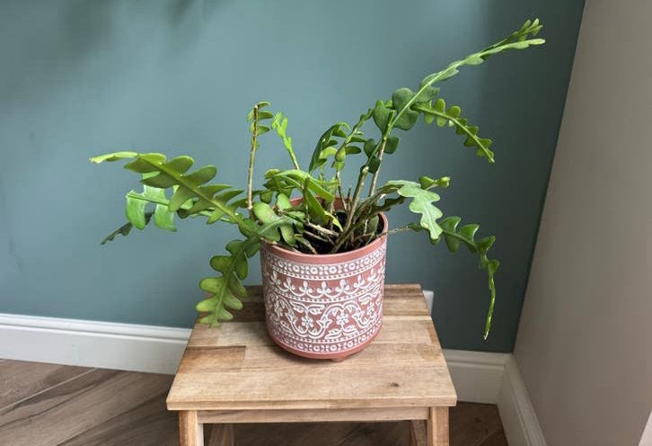 Grote Zaagcactus (Epiphyllum anguliger) - Hangplant, Ophalen, Halfschaduw, Minder dan 100 cm, Groene kamerplant