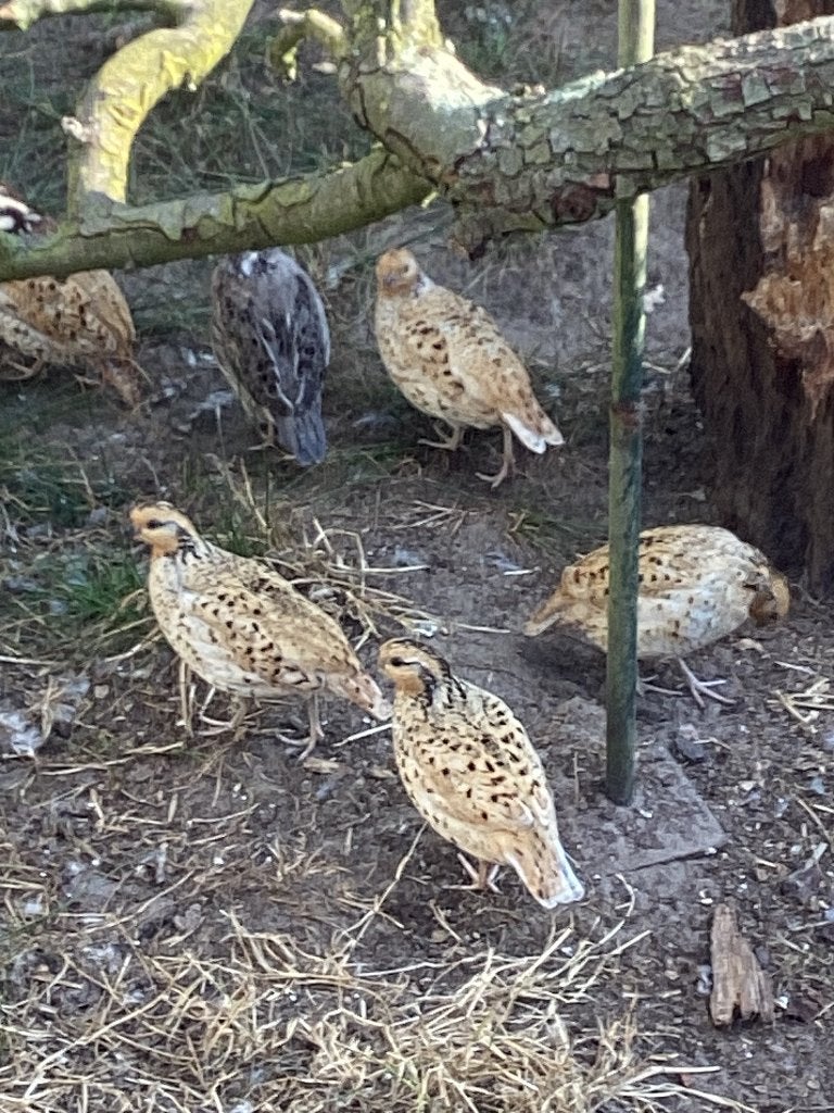 Boomkwartels, Meerdere dieren
