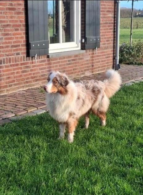 Australian shepherd dekreu, Reu, 1 tot 2 jaar, Eén hond, Nederland