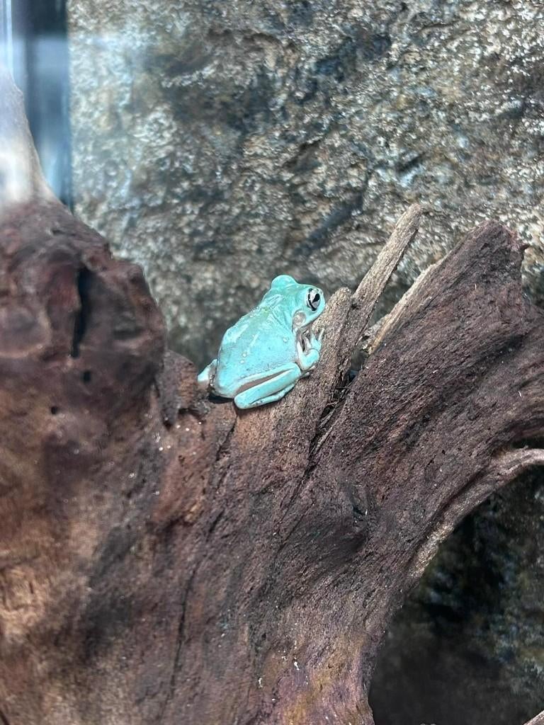 Litoria caerulea koraalteenboomkikkers, 0 tot 2 jaar