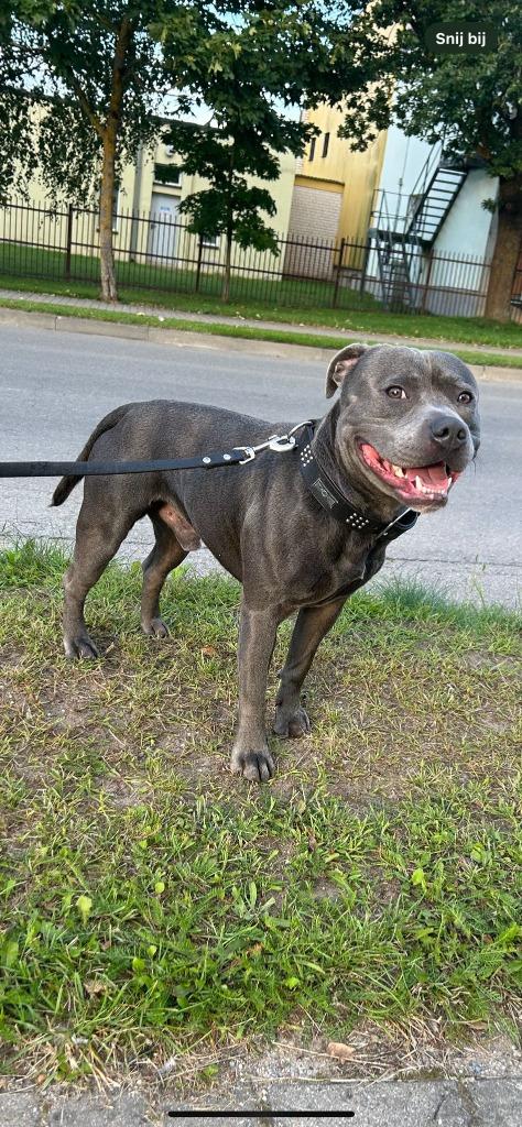Dek reu engelse stafoord aangeboden, Reu, 1 tot 2 jaar, Parvo, Eén hond