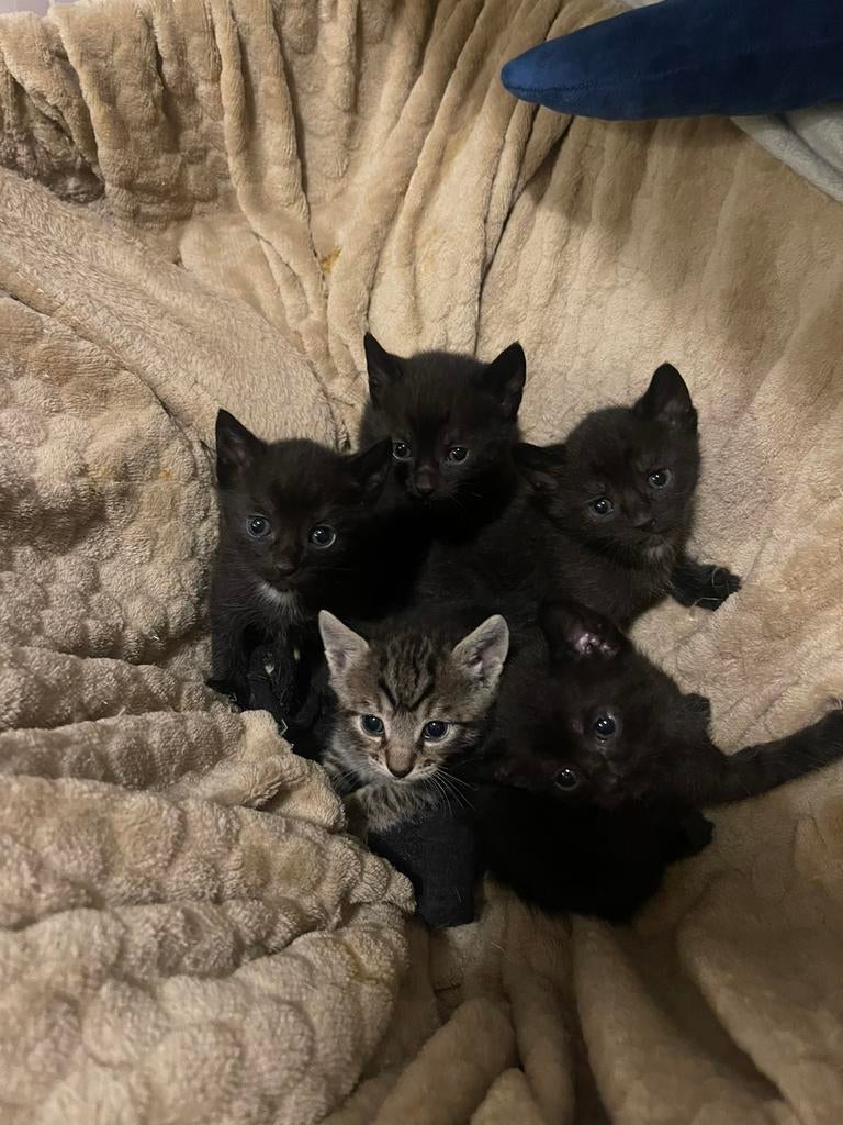 Nestje met lieve kittens