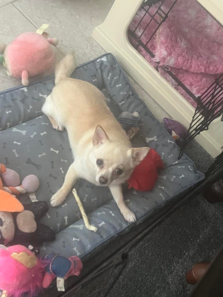 Chihuahua, Dieren en Toebehoren, Honden | Retrievers, Spaniëls en Waterhonden, Teef, Overige rassen, Particulier, Eén hond, Nederland