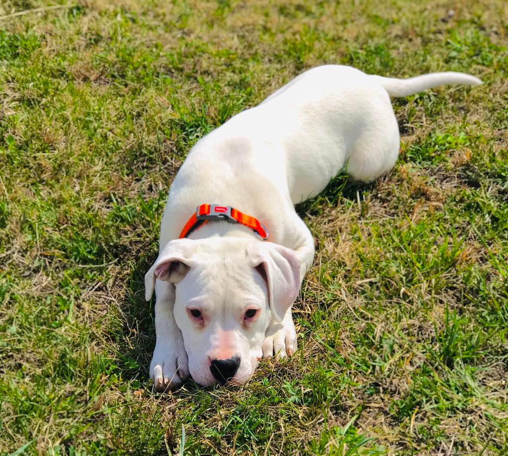 Dogo Argentino teefje te koop, Dieren en Toebehoren, Honden | Bulldogs, Pinschers en Molossers, Overige rassen, 8 tot 15 weken