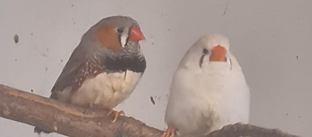 Zebravinken 9 stuks, Dieren en Toebehoren, Vogels | Kanaries