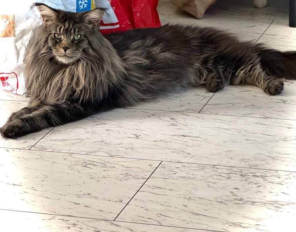 Bewezen Dekkater Mainecoon XL, 0 tot 2 jaar