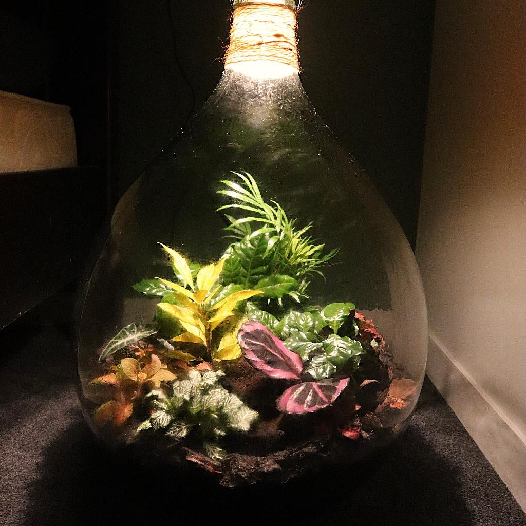 Ecosysteem/flessentuin/planten terrarium met licht, Huis en Inrichting, Kamerplanten, Overige soorten, Minder dan 100 cm, Groene kamerplant