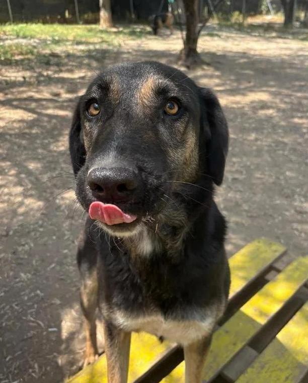 Lieve Pepita zoekt een gouden mandje!, Dieren en Toebehoren, Honden | Niet-rashonden, Particulier, Buitenland, Teef, Parvo