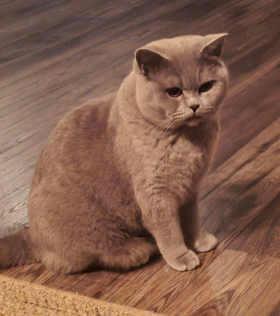 Britsekorthaar dekkater (kater is niet te koop)