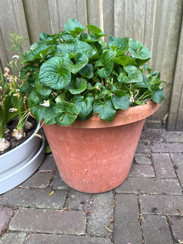 Bloempot circa 35 cm met plant voor buiten, Tuin en Terras, Bloempotten, 25 tot 40 cm, Kunststof, Rond, Ophalen of Verzenden