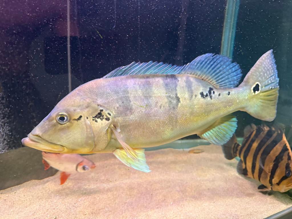 Kopel cichla piquiti arowana datnioides potamotrygon gar rog, Vis