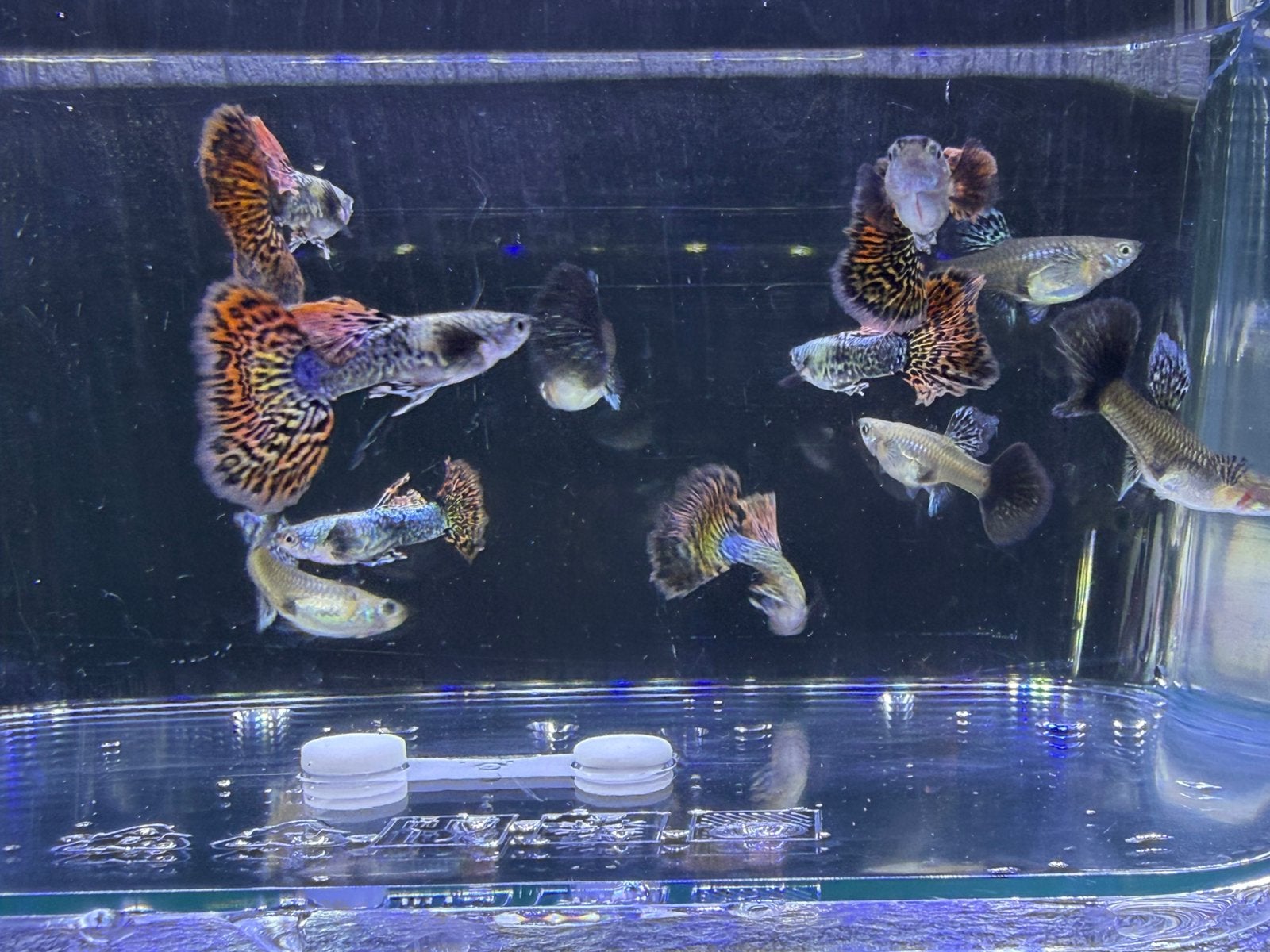 Raszuivere platinum red dragon guppen guppy, Dieren en Toebehoren, Vissen | Aquariumvissen, Vis, Zoetwatervis