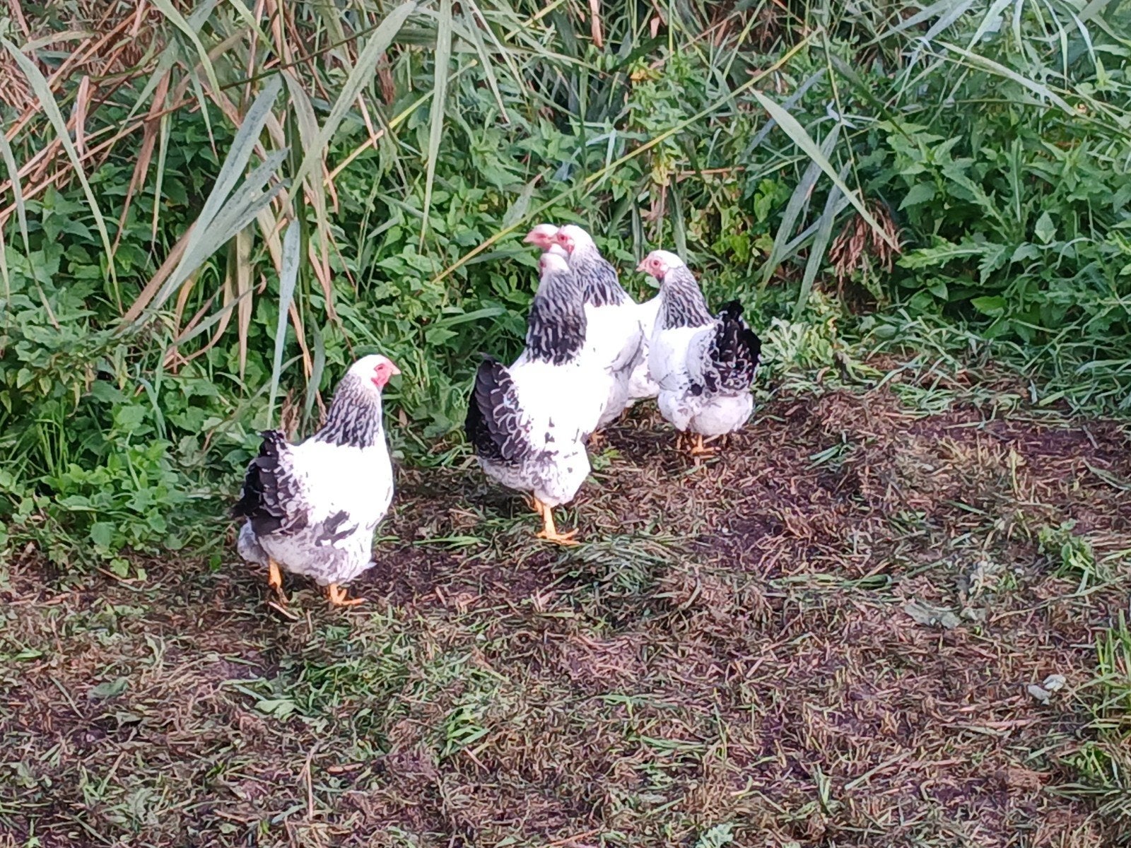 5 wynadotte kippen van dit jaar, Dieren en Toebehoren, Meerdere dieren, Kip