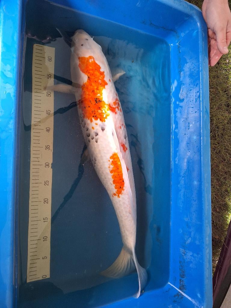 Mooie showa koi karper, Karper of Koi