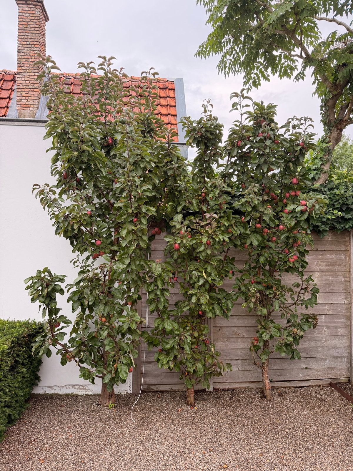 3x Appelboom leiboom - Vers fruit uit eigen tuin, Ophalen, Lente, Volle zon, Appelboom