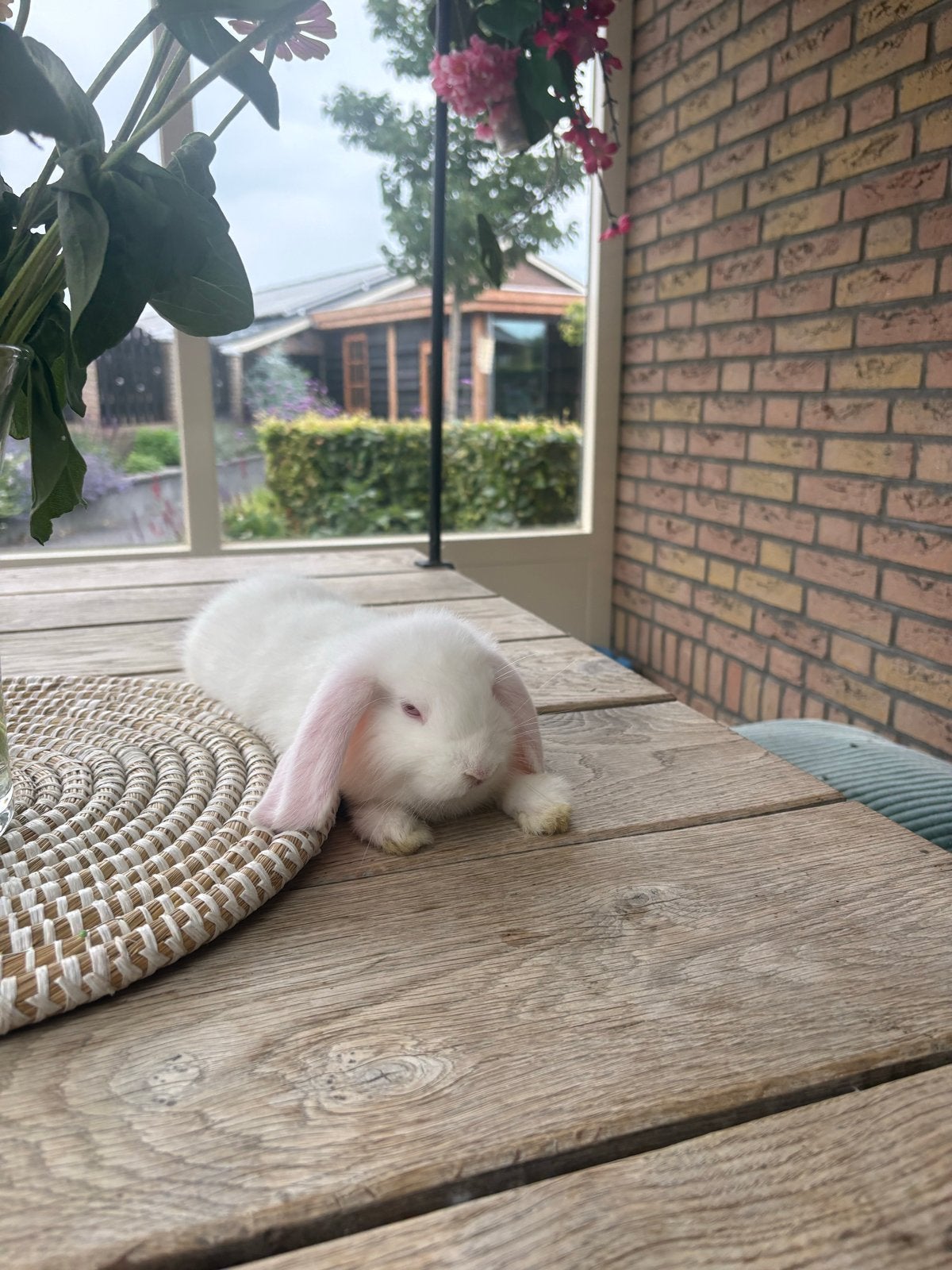 Lieve nederlande dwerg hangoor ram te koop!, Dieren en Toebehoren, Mannelijk, Dwerg, Hangoor, 0 tot 2 jaar