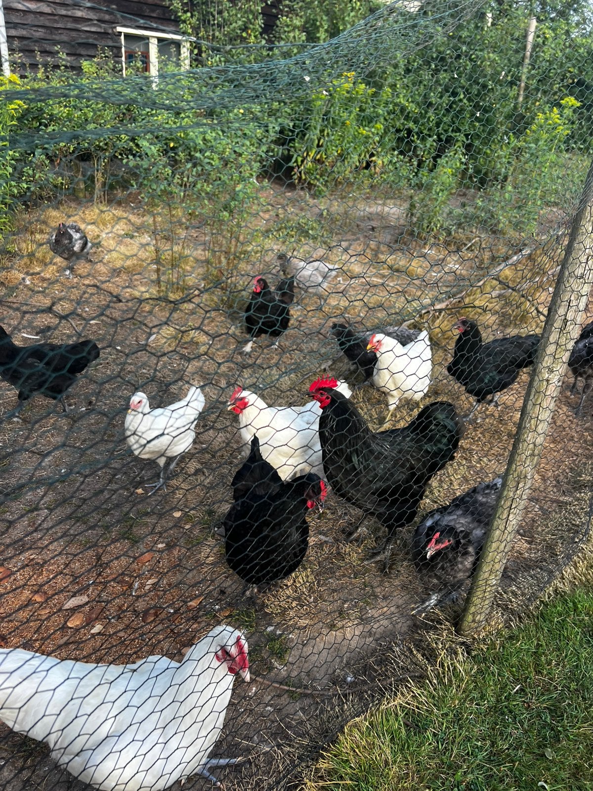 Jersey Giant hanen verschillende kleurslagen, Dieren en Toebehoren, Pluimvee, Mannelijk, Kip