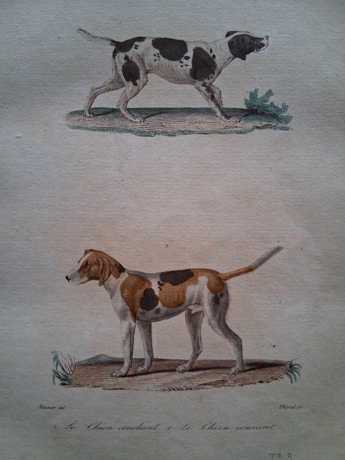 Buffon 1837 - 'Le Chien couchant et le Chien courant', Antiek en Kunst, Ophalen of Verzenden, Print, Prent