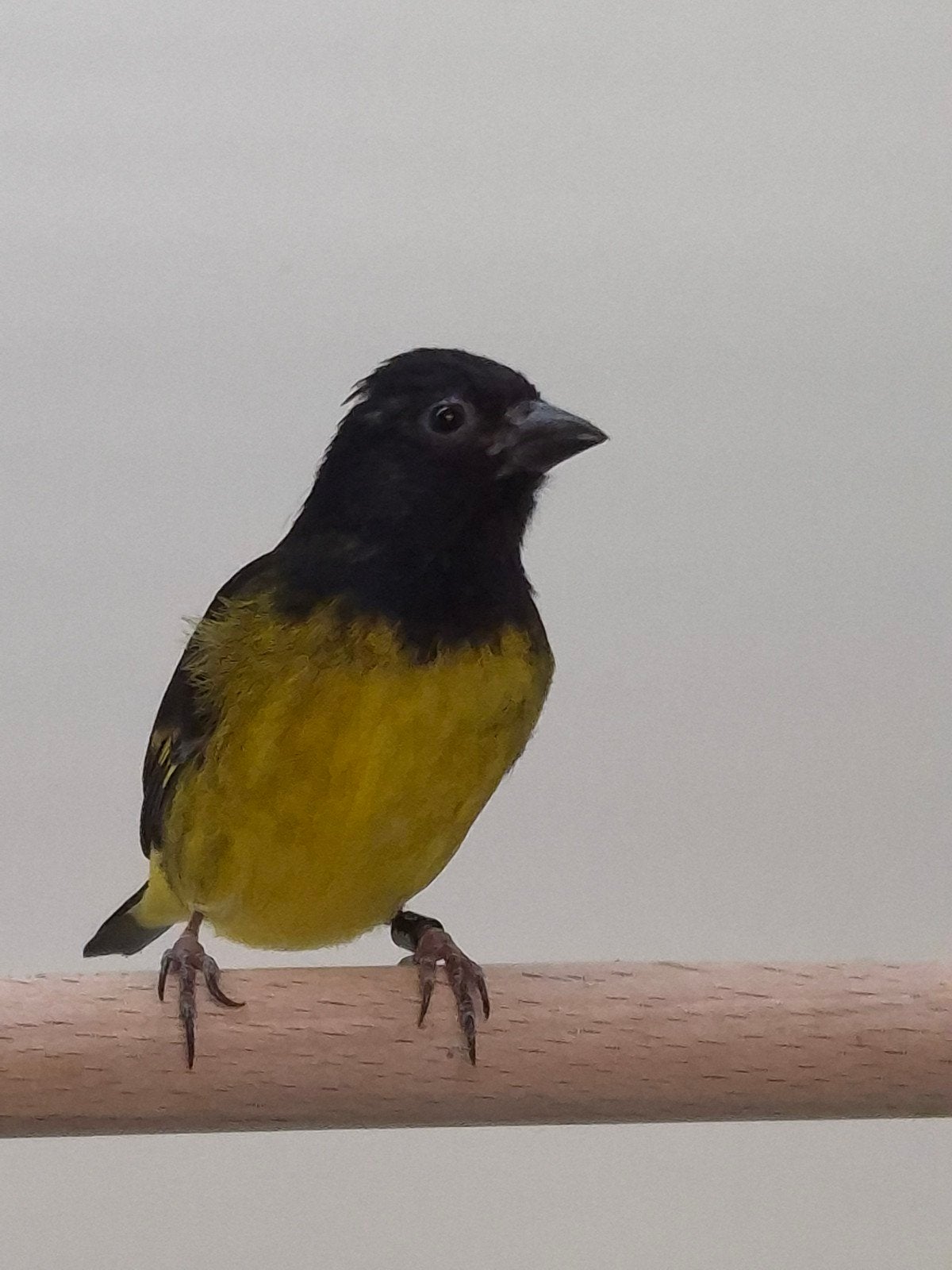 2-2 Geelbuik sijsen, Dieren en Toebehoren, Vogels | Overige Vogels, Meerdere dieren, Tropenvogel, Geringd