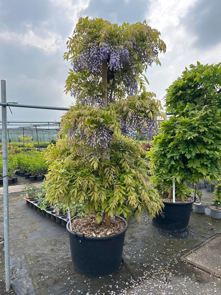 Wisteria brachybotrys Golden Dragon - Japanse Blauwe Regen, Tuin en Terras, Planten | Bomen, Overige soorten, 250 tot 400 cm, Volle zon