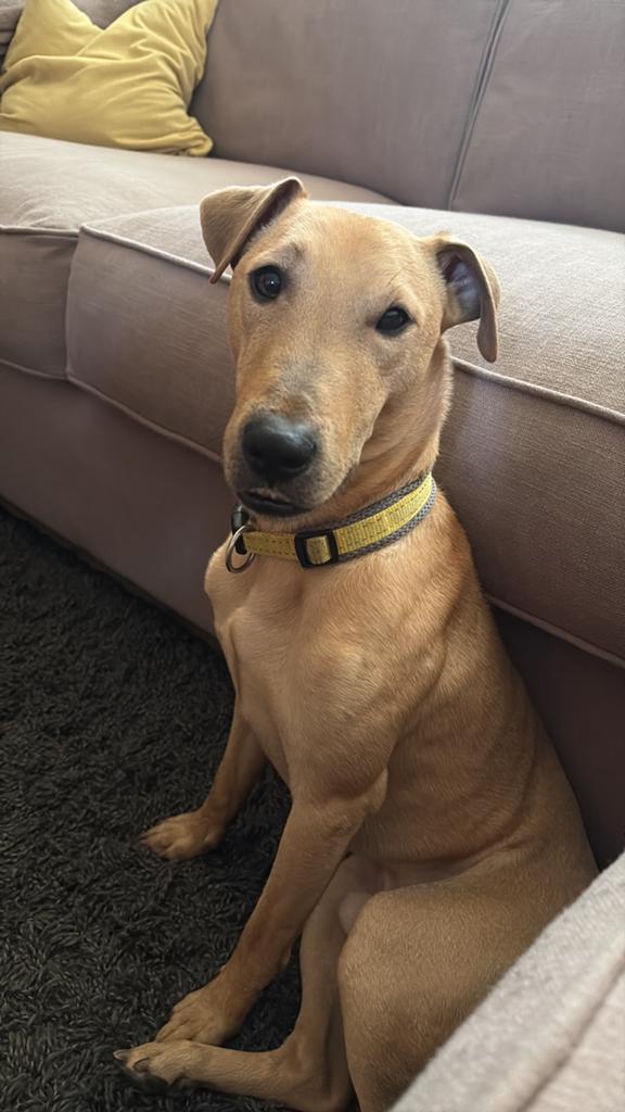 Max, Reu, 1 tot 2 jaar, Parvo, Eén hond
